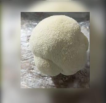 Health Benefits of Lion’s Mane Mushroom