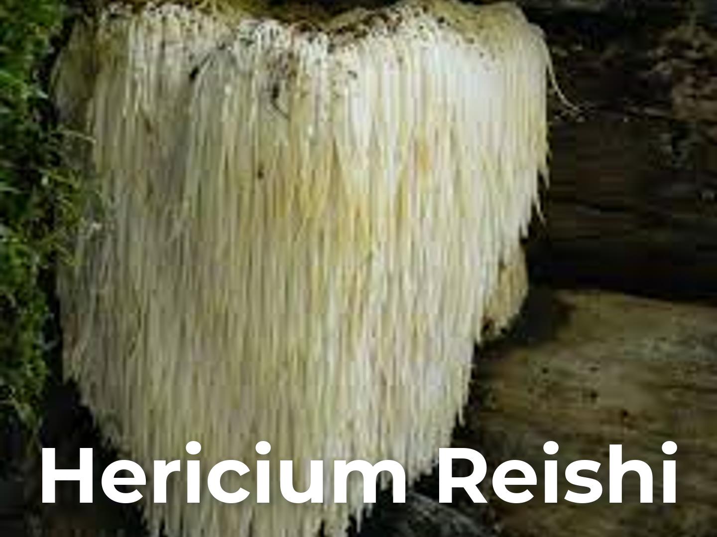 hericium reishi